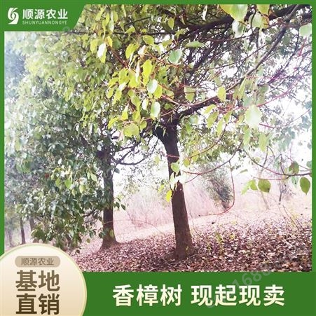 15公分香樟树 顺源农业 常绿景观树基地直销 现起现卖