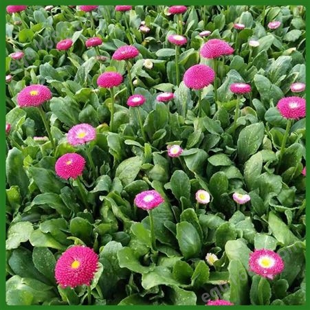 雏菊 适应性较好 绿化工程用小苗 庭院美化 喜湿润环境