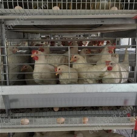 阶梯式蛋鸡笼老棚改造 自动化养殖设备 操作简单