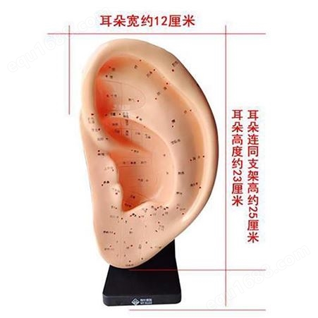 耳朵模型 教学耳模 大小款经络通针灸 耳朵按摩 耳部穴位 耳模耳易健