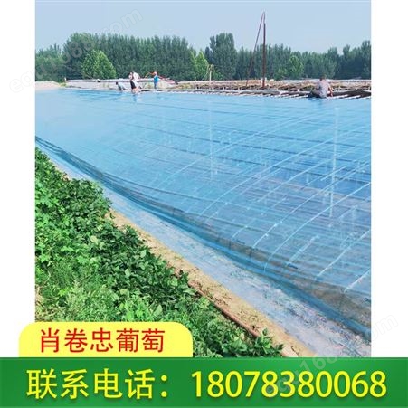 广西柳州葡萄棚常用耐老化膜每平方米报价便宜