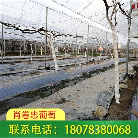 广西钢管蔬菜独立大棚厂家制造温室设备齐全