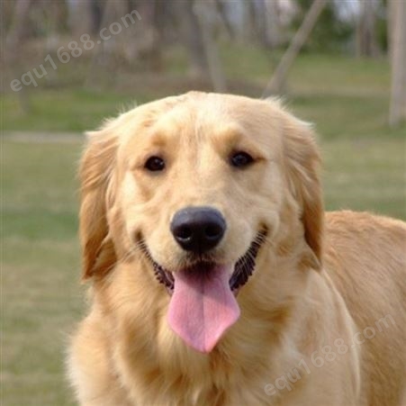 成年金毛犬 适应性强 活体宠物犬 养殖现货直发