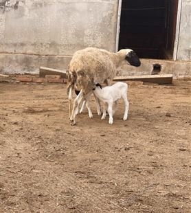 福华养殖场供应体长135厘米的杜泊绵羊 波尔山羊羊羔苗