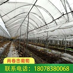 桂林钢管蔬菜大棚需搭建在向阳排水良好处！