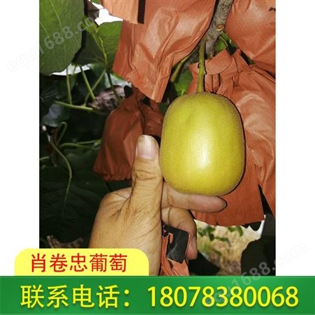 桂林灌阳黄金奇异果种植园新鲜采摘邮寄