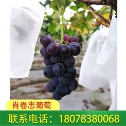 广西桂林兴安鲜食巨峰葡萄订购认准肖卷忠基地