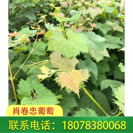 广西桂林葡萄种植-阳光玫瑰葡萄苗值得选择