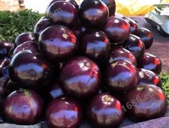 茄子 新鲜蔬菜 紫皮白瓤 货源充足 斯刻达供应
