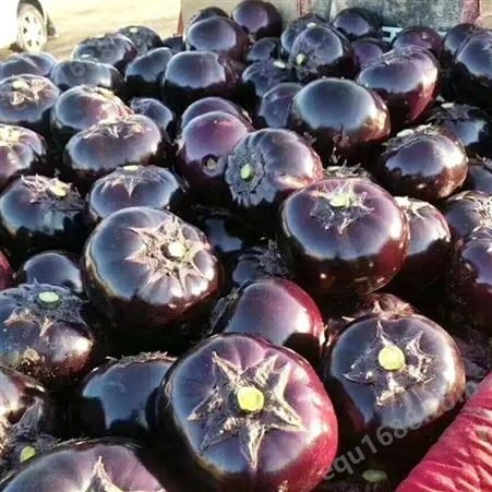 圆茄子 呈紫色 油光发亮 新鲜蔬菜 自产自销 斯刻达供应