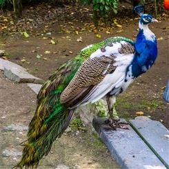 公园观赏成年蓝孔雀养殖 脱温孔雀幼苗 外形美观
