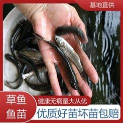 开口苗培育场 鱼产业基地专用 重 庆 首友 草鱼苗及成品鱼