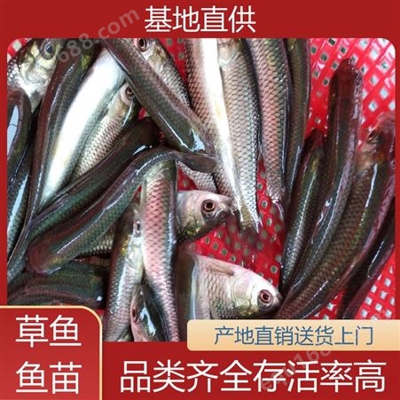养殖场直售直发 鱼产业基地专用 重 庆 首友 淡水养殖草鱼苗