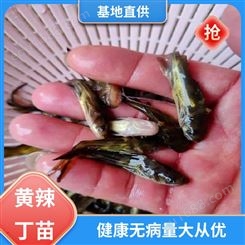 黄辣丁苗出售 专业淡水鱼养殖 喂养成本低 批发渔场