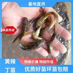 黄辣丁鱼苗 专业淡水鱼养殖 喂养成本低 基地直售