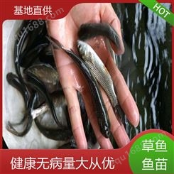 淡水草鱼鱼苗 鱼产业基地专用 抗病害能力强 适应性强