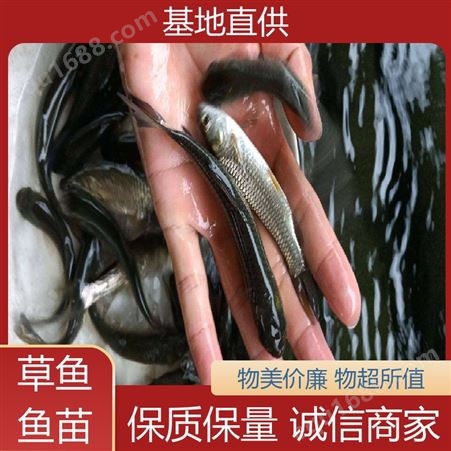 养殖场直售直发 鱼产业基地专用 重 庆 首友 淡水养殖草鱼苗