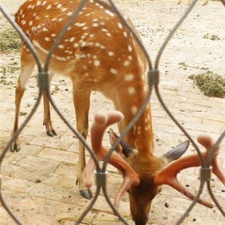 动物园防护网 厂家供应动物园用不锈钢围栏安全隔离护栏防护网